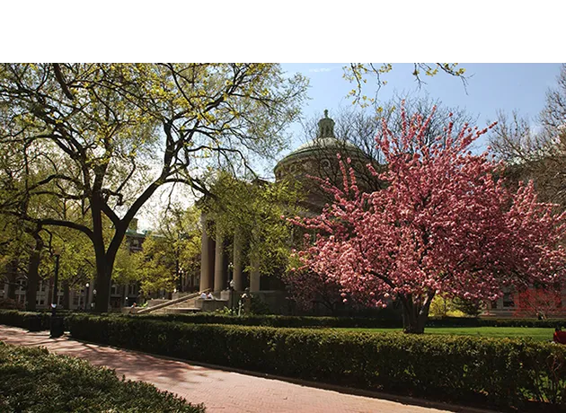 Cherry blossoms on the Columbia University Morningside campus near Earl Hall 